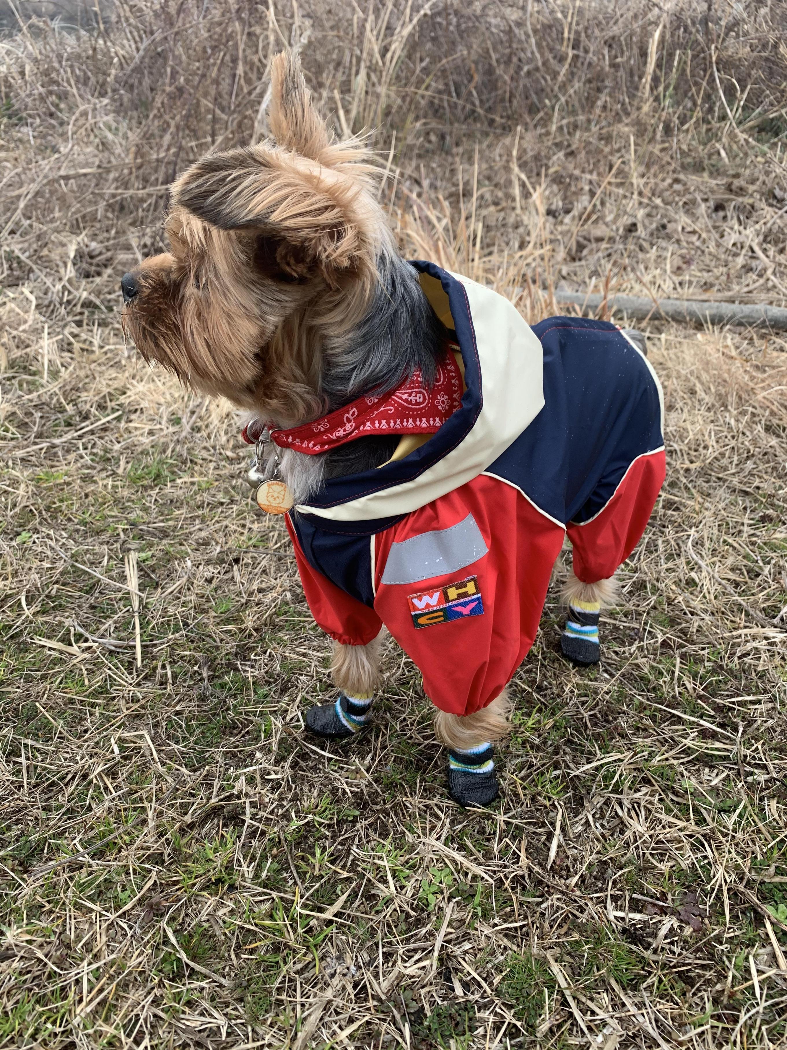 犬 レインコート 雨具 中型犬 ＪコートＢ２ ６号サイズ ウォームハート