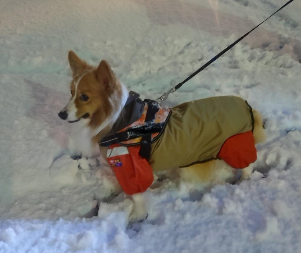 犬 レインコート 雨具 コーギー ＪコートＢ２  コーギー用サイズ ウォームハートカンパニー 雨 雪 散歩 犬服 犬 服 防水 フルカバー 足つき おしゃれ 着せやすい