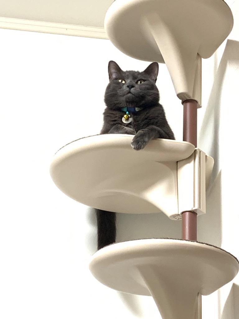 キャティーマン Nekoリビング キャティ―ポール - 最安値・価格