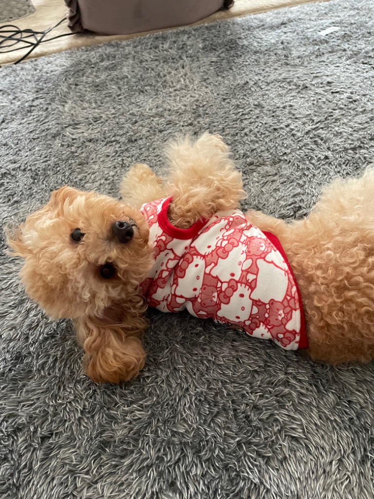 ハローキティ　犬シリーズ 専用】ハローキティ 犬シリーズ