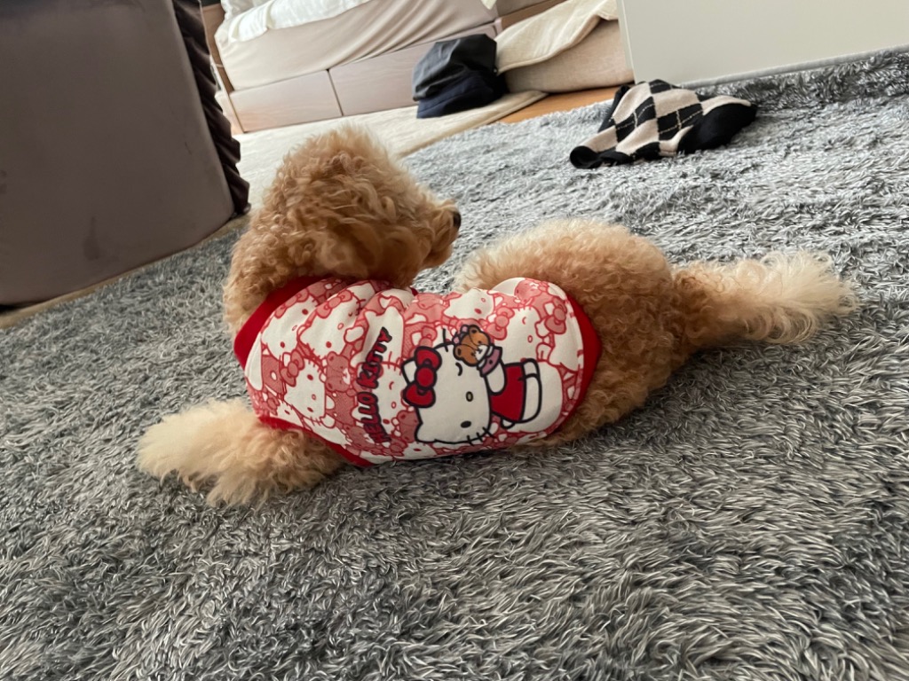 【専用】ハローキティ　　　　　犬シリーズ Amazon.co.jp: オーロラワールド ぬいぐるみ ハローキティ