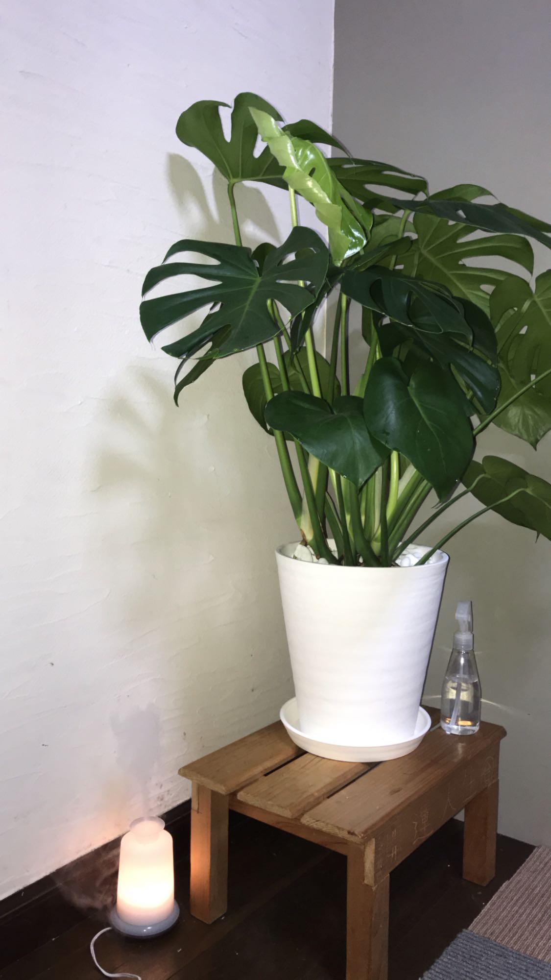 モンステラ 観葉植物 ホワイトセラアート鉢 送料無料 中型 大型 ８号 
