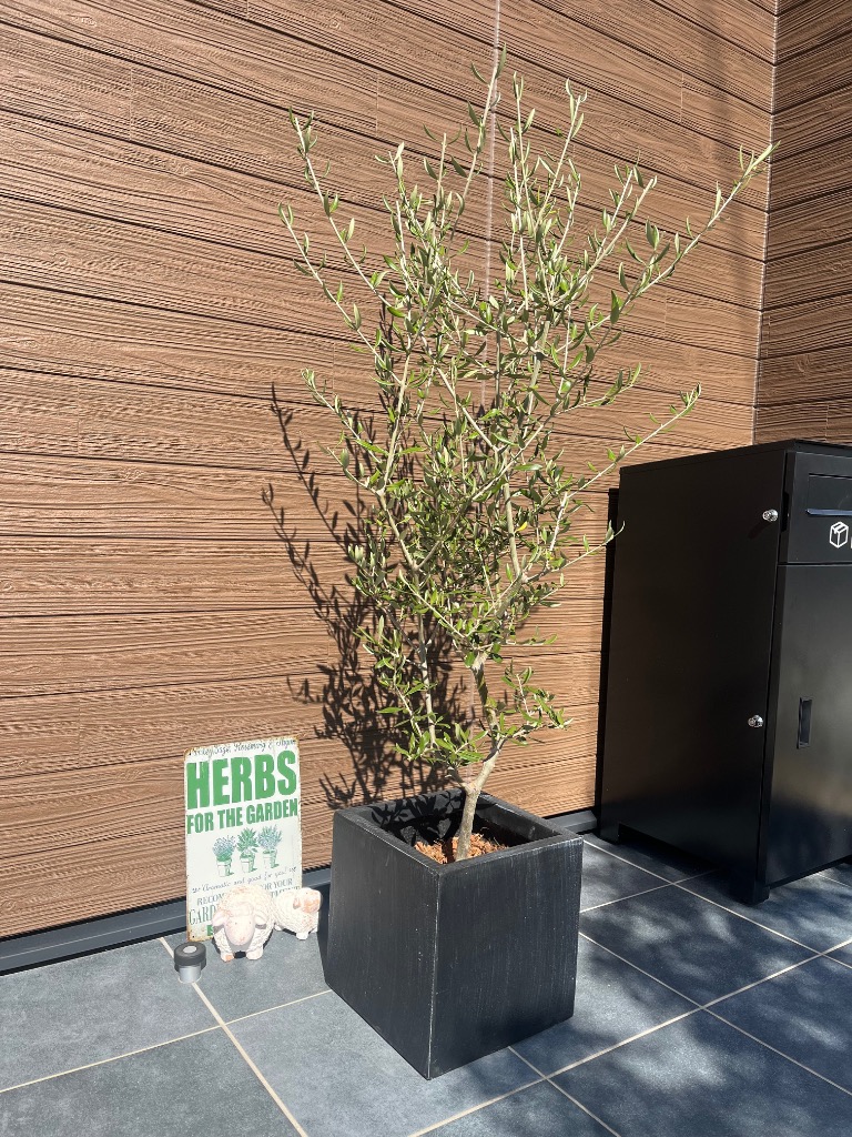 オリーブ オリーブの木 キューブブラック鉢植え 送料無料 育てやすい