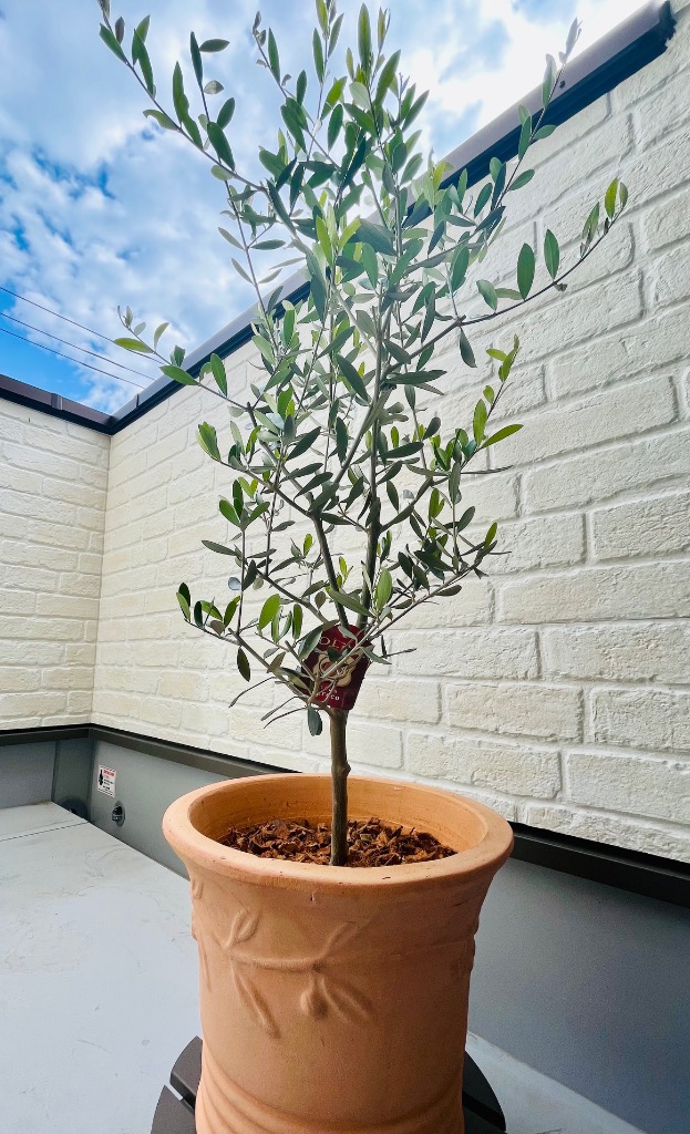 オリーブの木 オリーブ 鉢植え テラコッタ鉢植え 素焼き鉢 送料