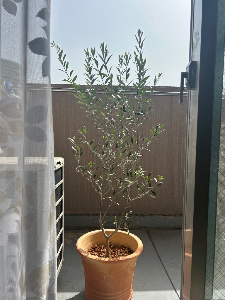 オリーブの木 オリーブ 鉢植え テラコッタ鉢植え 素焼き鉢 送料無料