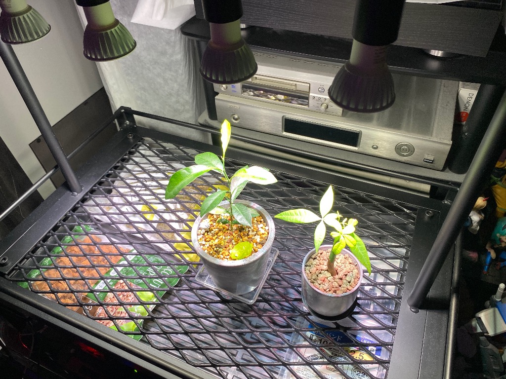 PLANTS NEXLIGHT 正規取扱店 mini 2点セット PAR16 5w 観葉植物 育成