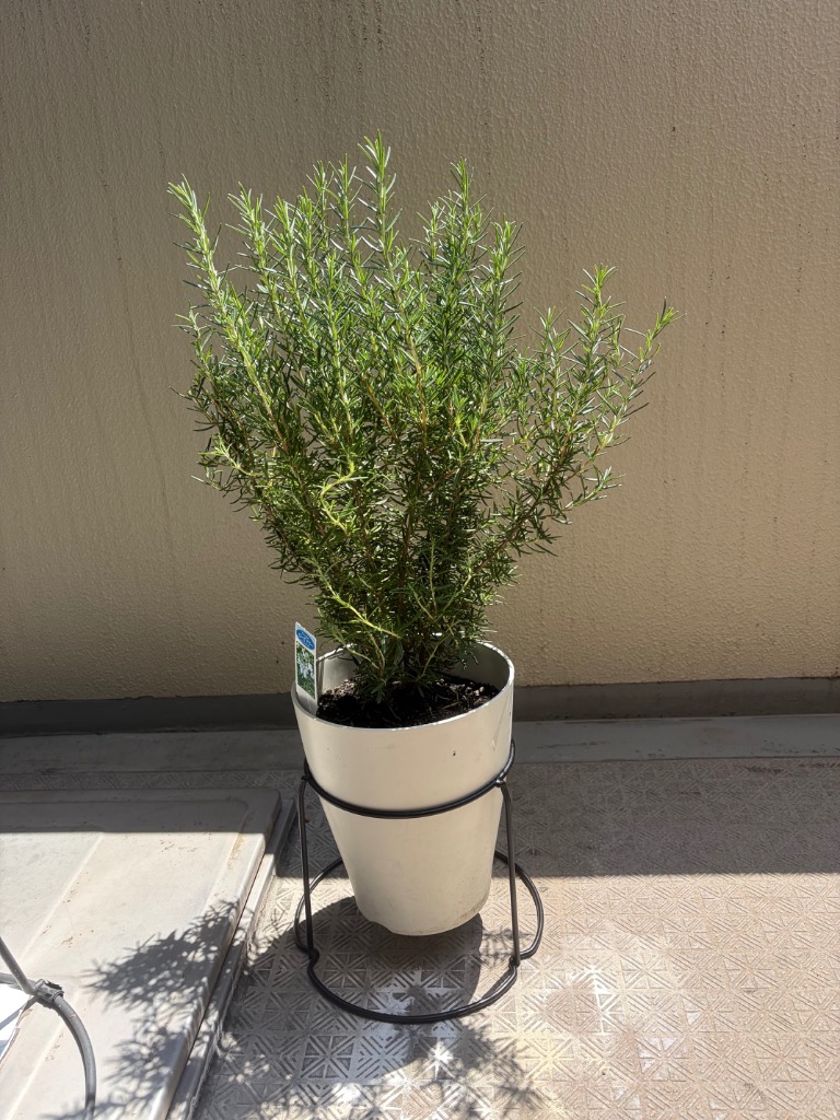 ローズマリー 立性 ボリューム有り 鉢植え 観葉植物 苗 苗木 ハーブ
