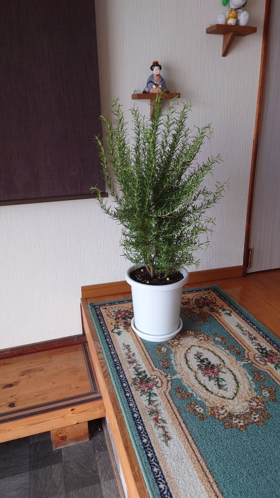 ローズマリー 立性 ボリューム有り 鉢植え 観葉植物 苗 苗木 ハーブ