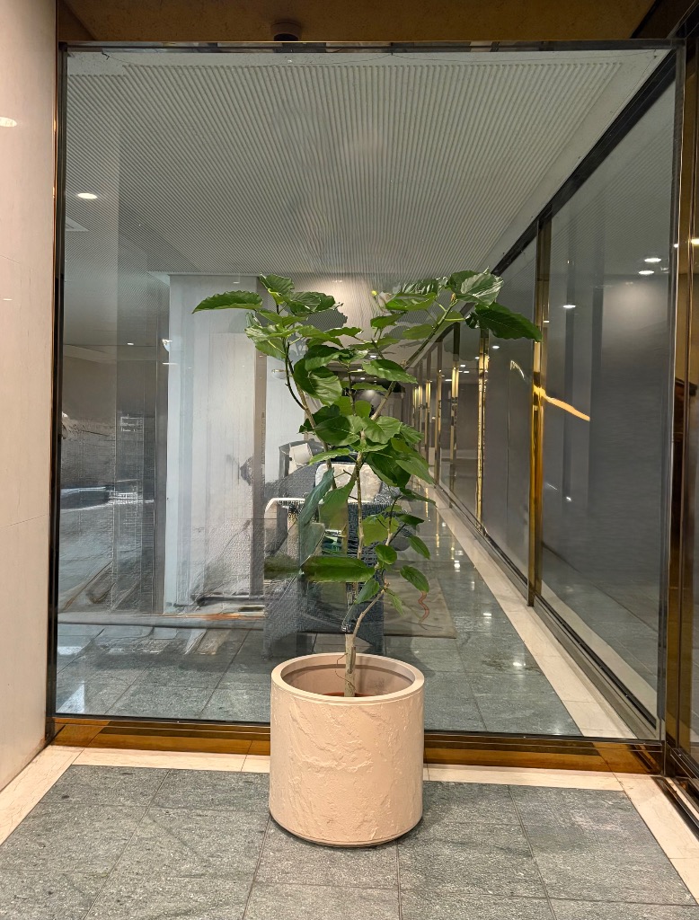 フィカス ウンベラータ 観葉植物 10号 大型 ゴムの木 ウランベータ