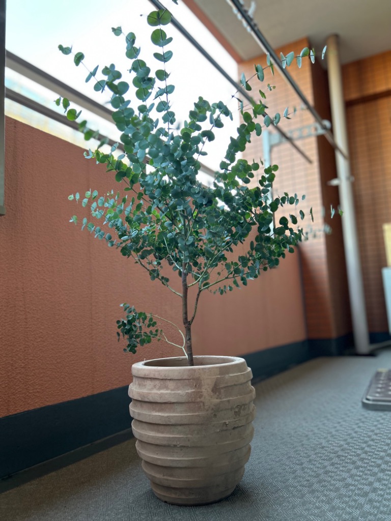 ユーカリ アンティークテラコッタ鉢植え 送料無料 ユーカリの木 鉢植え 観葉植物 ベランダ テラス バルコニー ハーブ 玄関 :  yukariboder : 観葉植物のパーフェクトグリーン - 通販 - Yahoo!ショッピング