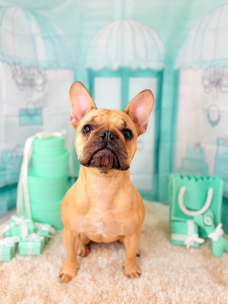 全体のレビュー画像 | 0-0