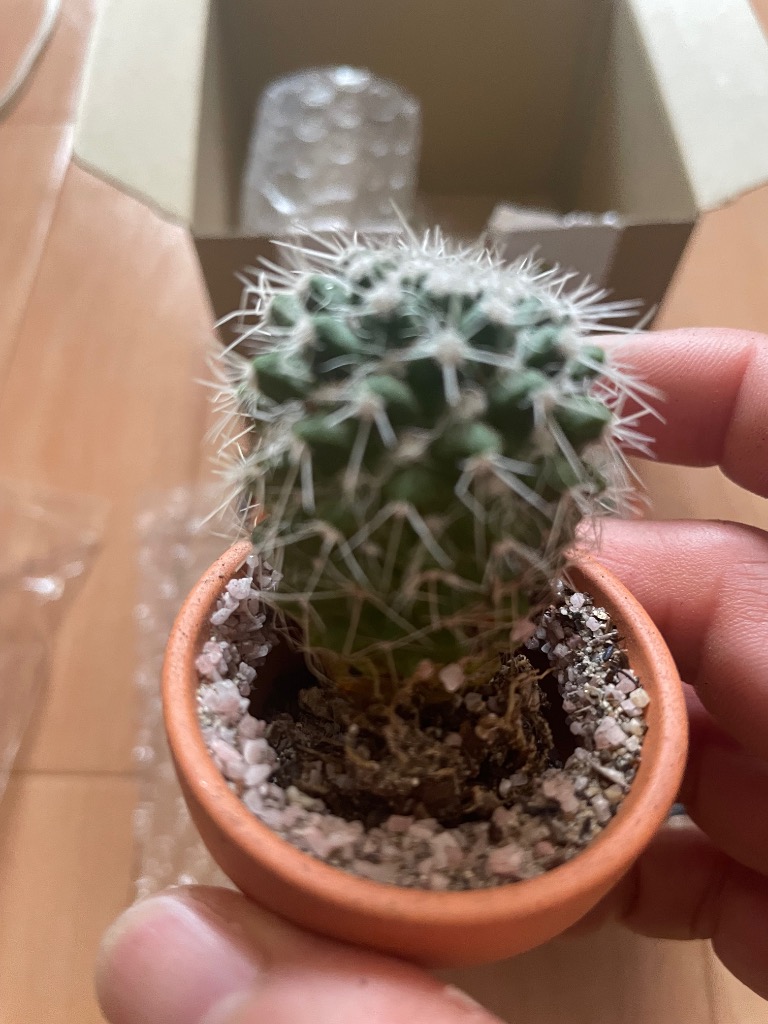 サボテン 4点 セット 1.5号 鉢 約4.7cm×4.7cm×9cm 観葉植物