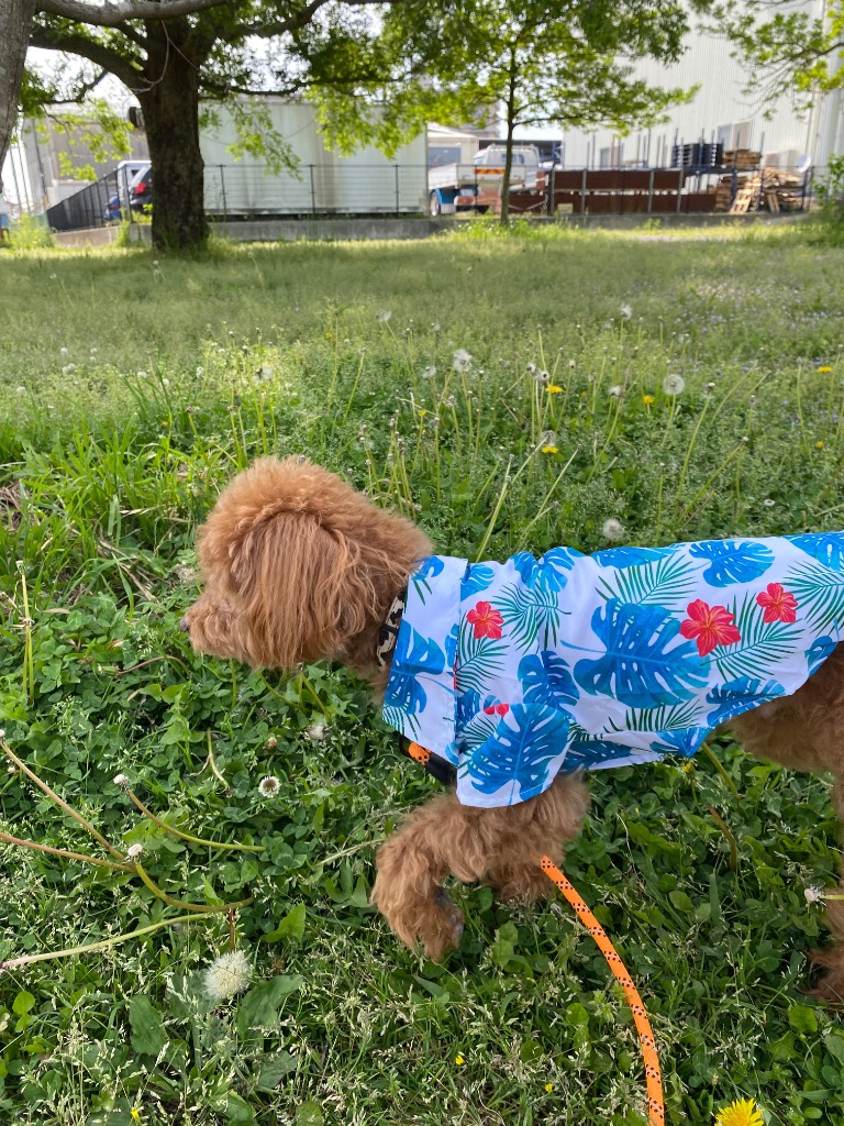 Atelier GG アロハシャツ　犬服　ボルドー 犬 服 犬服 おしゃれ 夏用 猫 ペット クール な アロハシャツ 犬