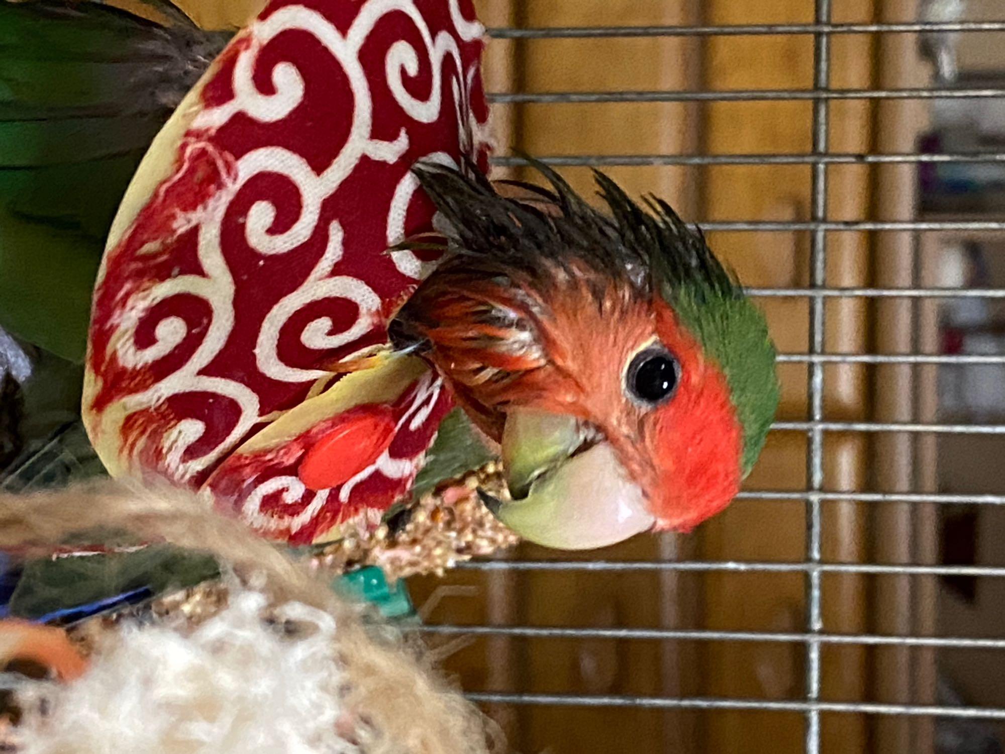鳥 エリザベスカラー(唐草模様) 1枚・3サイズ・緑・赤・4g :reiwa201901:エリザベスカラー専門店ぴーちく工房 - 通販 - Yahoo!ショッピング 鳥 エリザベスカラー(唐草模様) 1枚・3サイズ・緑・赤・4g :reiwa201901:エリザベスカラー専門店ぴーちく工房 - 通販 - Yahoo!ショッピング