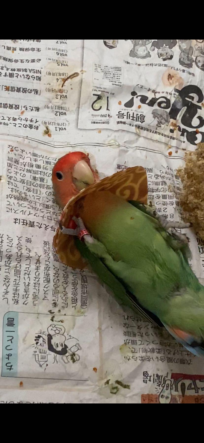 鳥 エリザベスカラー(唐草模様) 1枚・3サイズ・緑・赤・4g :reiwa201901:エリザベスカラー専門店ぴーちく工房 - 通販 -  Yahoo!ショッピング