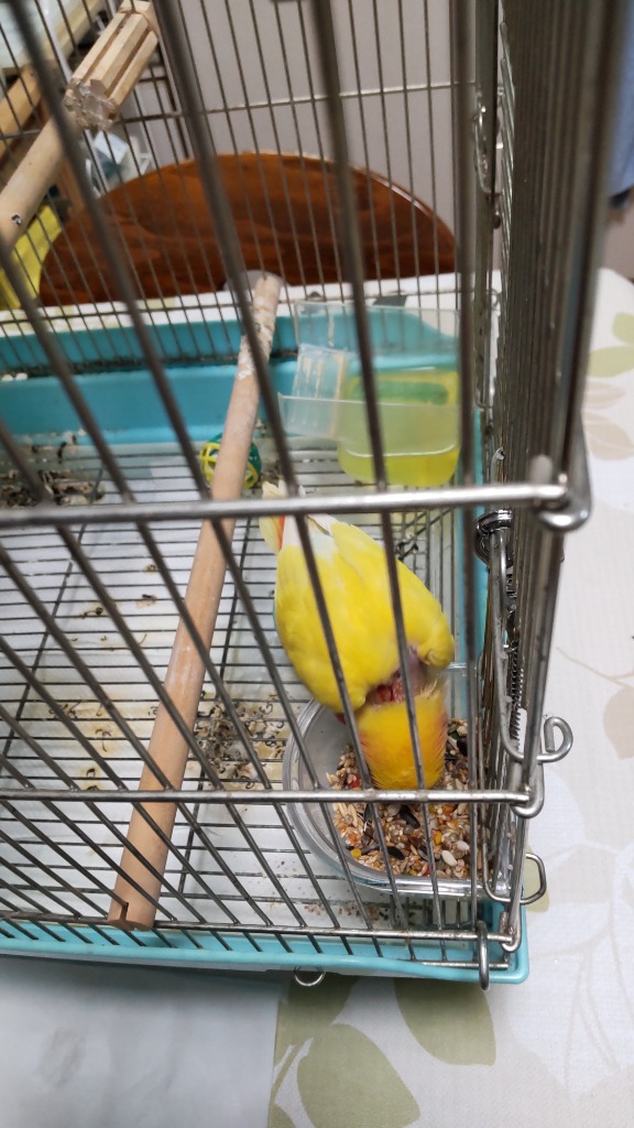 鳥 エリザベスカラー(クリア) 1枚・4サイズ・3色・3g