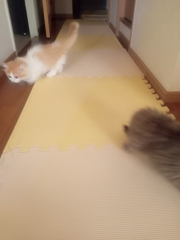 全体のレビュー画像 | 10-1