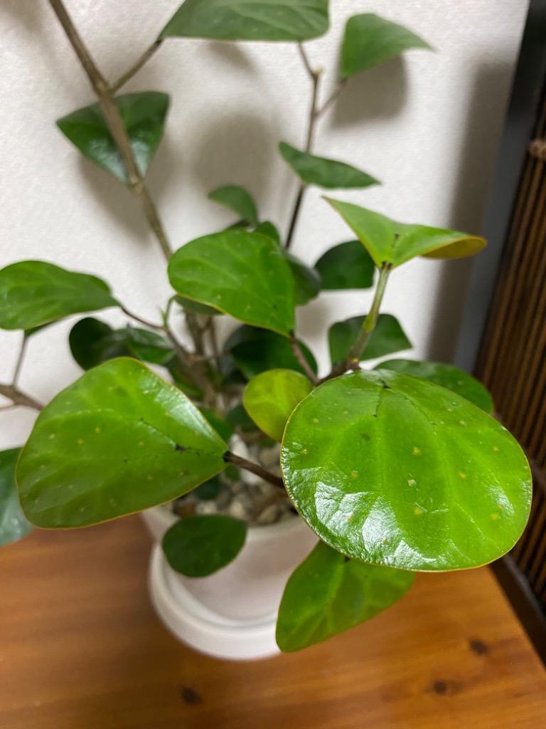 受注生産品 観葉植物 コバンボダイジュ フィカス デルトイデア 4号樹脂鉢 ホワイト 受け皿付き 育て方説明書付き Ficus Deltoidea 小判 菩提樹 ゴムノキ ゴムの木 希少 レア Thisissesame Com