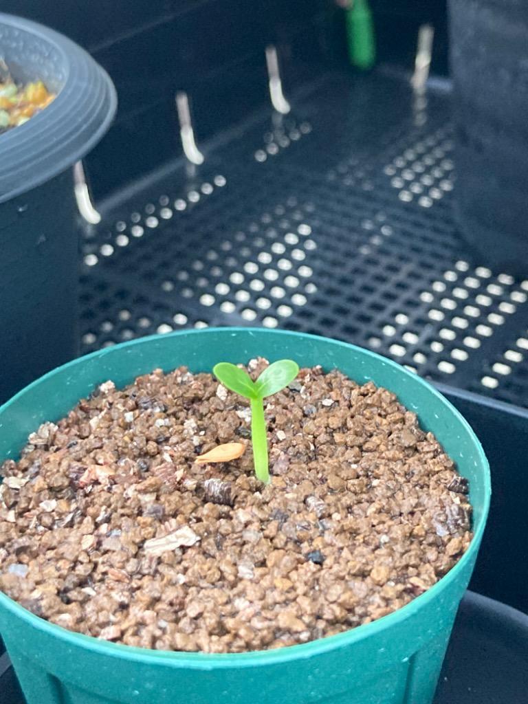 種子】パキポディウム・ウィンゾリー 自家採種 5s Pachypodium
