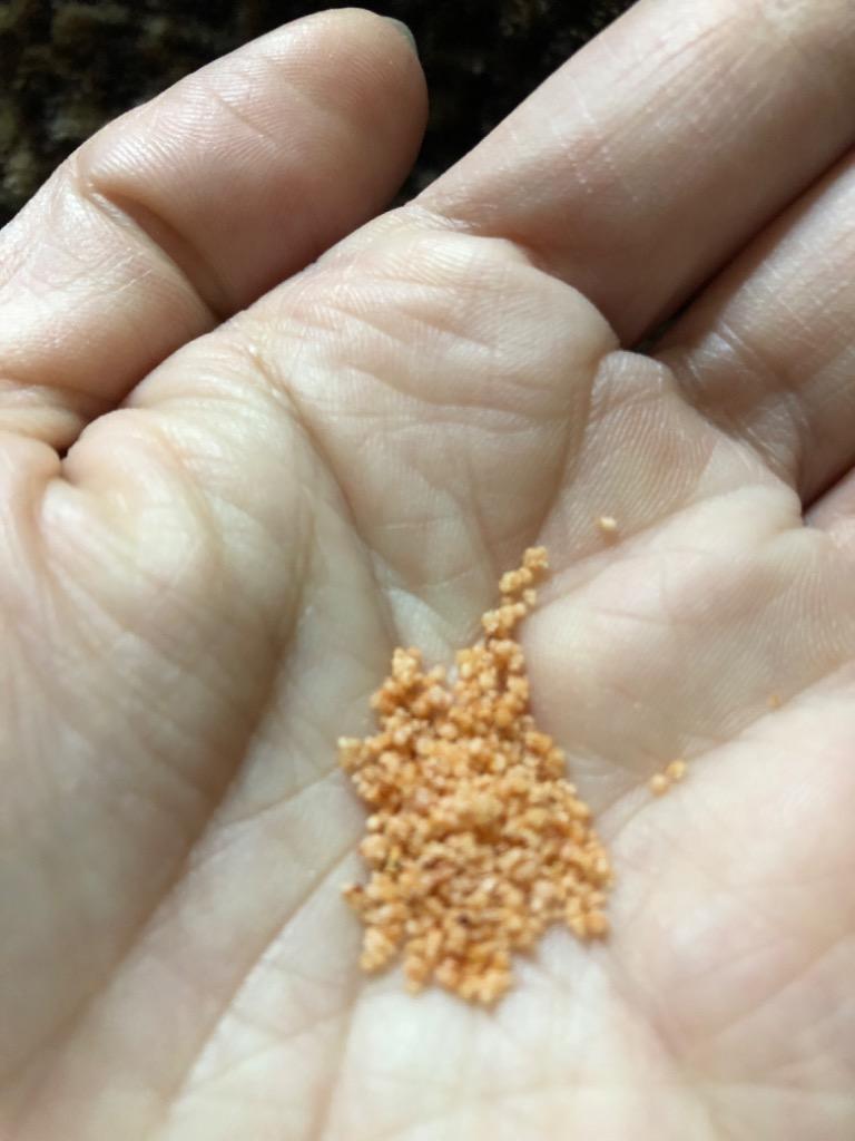 博多辛子めんたい粉 ふりかけ 送料無料 ポスト投函便 好みの分量 博多辛子めんたい粉 ふりかけ 送料無料 ポスト投函便 好みの分量