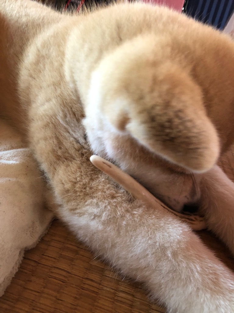 レビュー画像