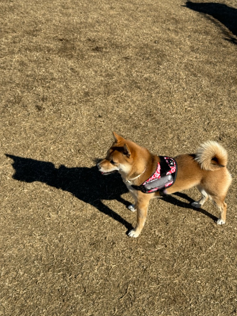 Julius K9 IDCパワーハーネス サイズ: XS/ミニミニ 唐草レッド : plusa