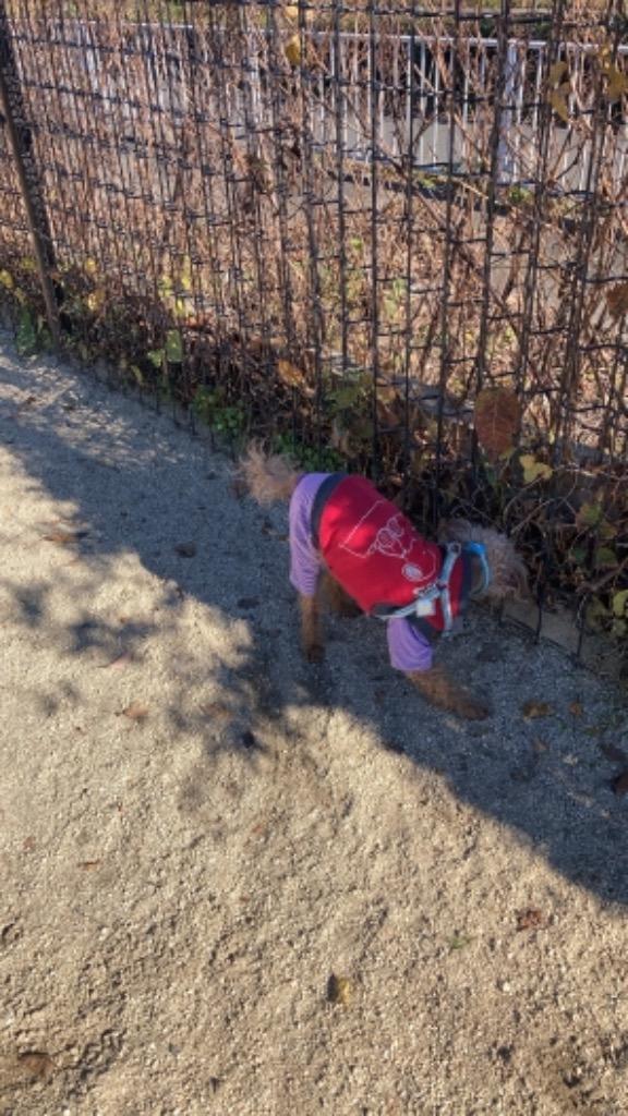 全体のレビュー画像 | 1-0