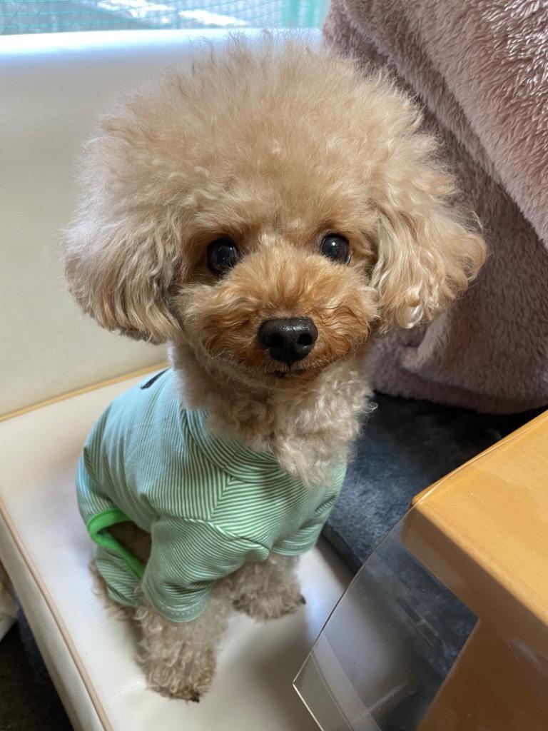 全体のレビュー画像 | 12-1