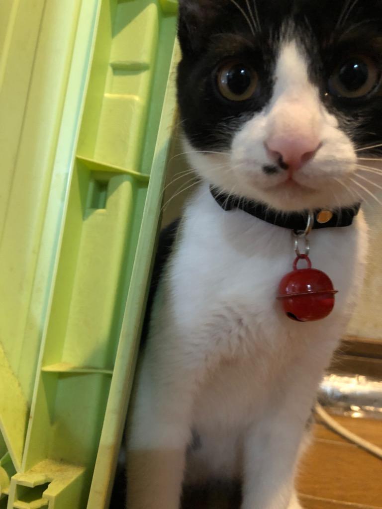 plusnao 猫用首輪 カラー セーフティバックル リボン 鈴 和柄 plusnao 猫用首輪 カラー セーフティバックル リボン 鈴 和柄