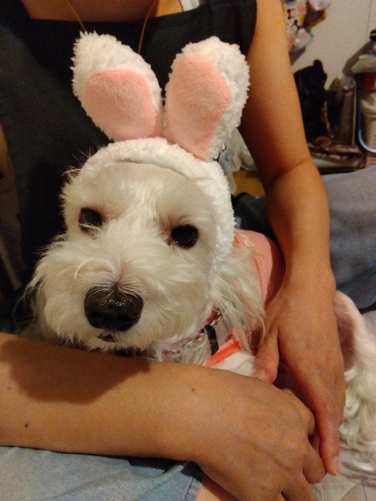 plusnao ペット用帽子 コスプレ 猫用 犬用 小型犬 かぶり物