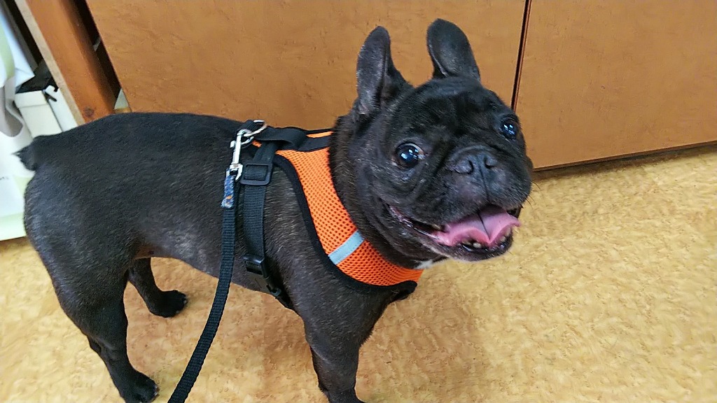 plusnao ハーネス リード 2点セット リード付き 胴輪 犬 猫 犬用
