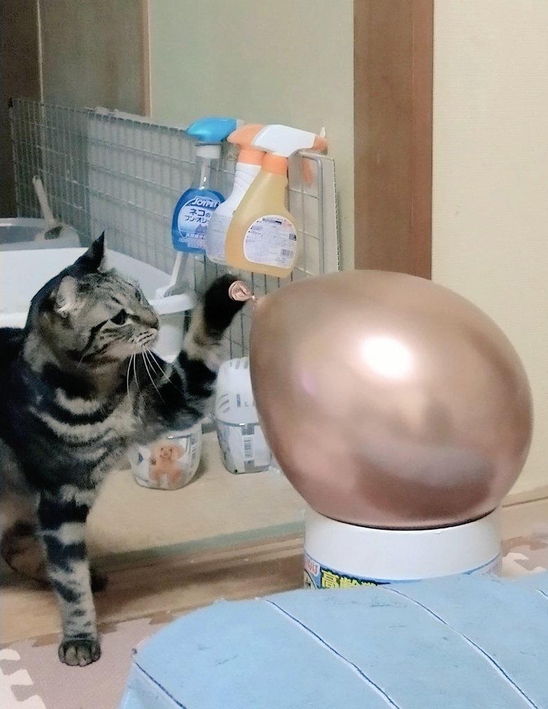 1件目のレビュー画像 | 0