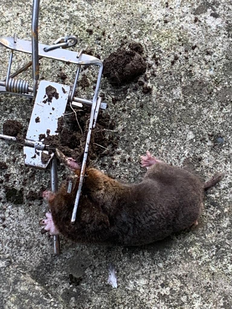 全体のレビュー画像 | 2-0