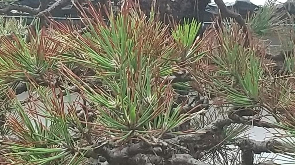 1件目のレビュー画像 | 1