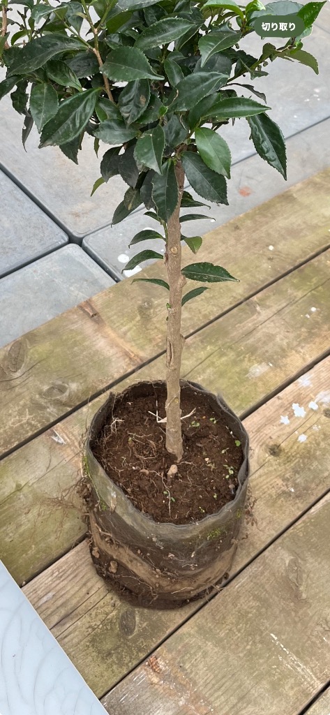 1件目のレビュー画像 | 0