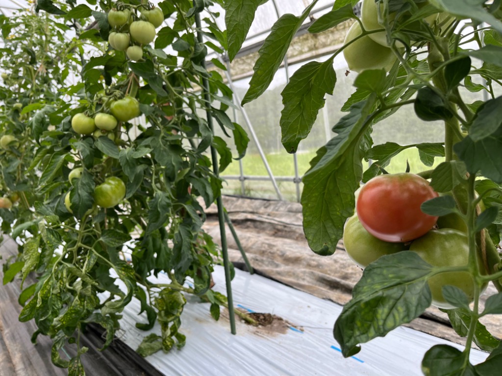 1件目のレビュー画像 | 0