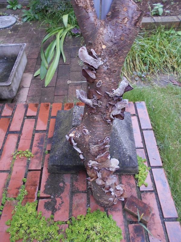 1件目のレビュー画像 | 0