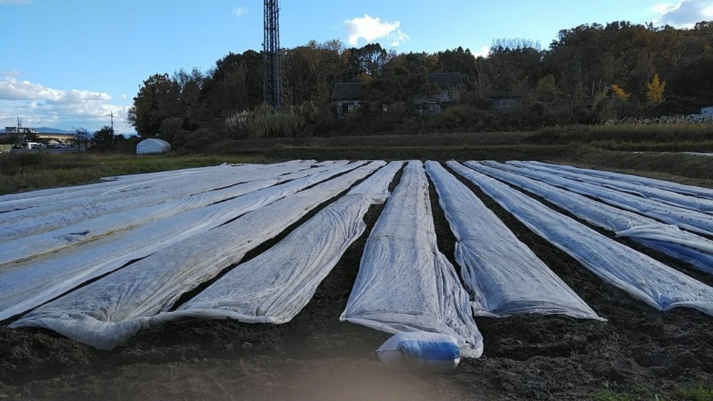 個人宅配送OK シンセイ 農業用 不織布 150cm X 200m ロール 1.5m 防霜