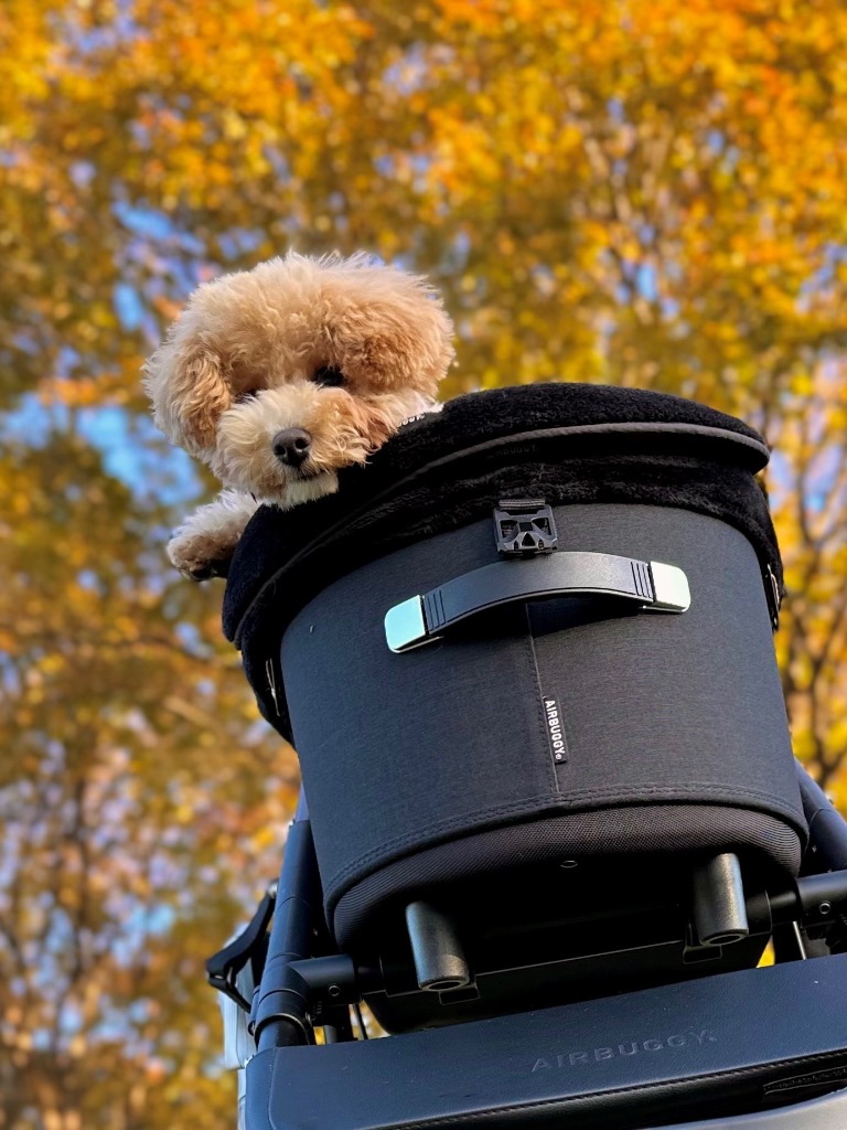 【美品】エアバギー ドーム3レギュラーアースブラック コーナークッション付き AIRBUGGY 正規品 エアバギー ドーム3 / ウィズエックス 専用