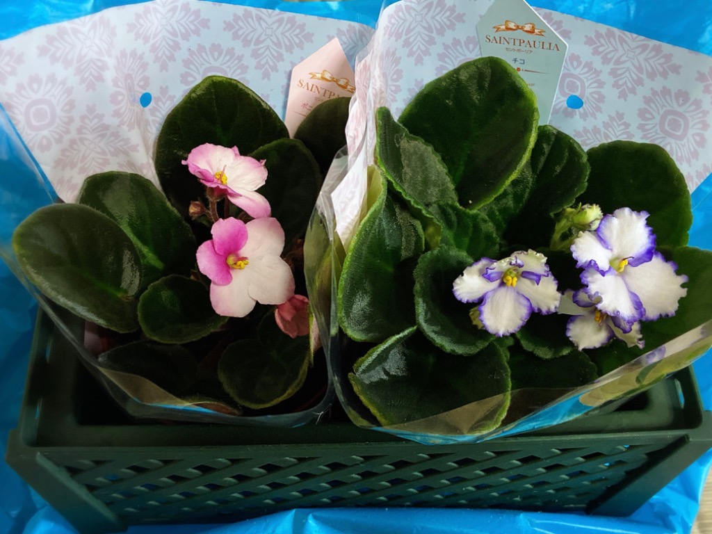 セントポーリア　Zaca's ette 初開花株 縞花 セントポーリア Zaca's Georgette 初開花株 縞花