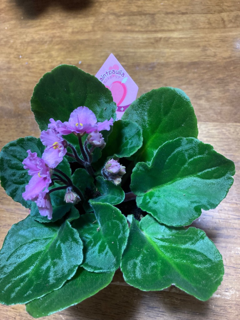 セントポーリア 「54 ミナ」 開花株 3.5号 : フラワーショップ