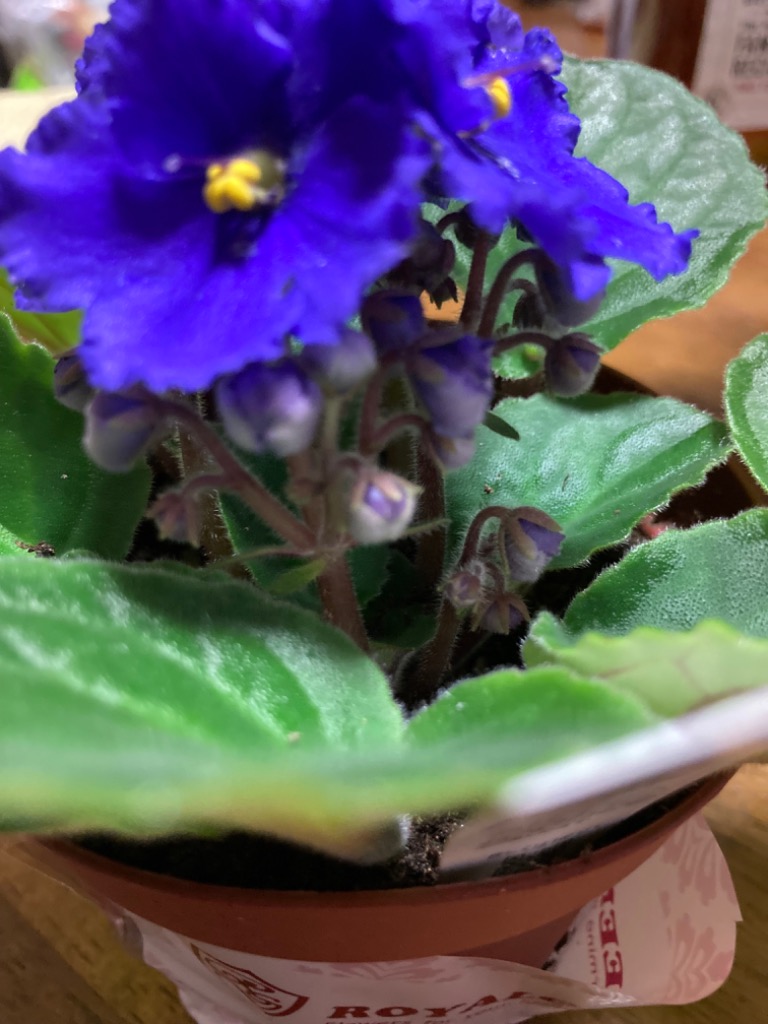 セントポーリア 「24 タロー」開花株 3.5号 : フラワーショップ