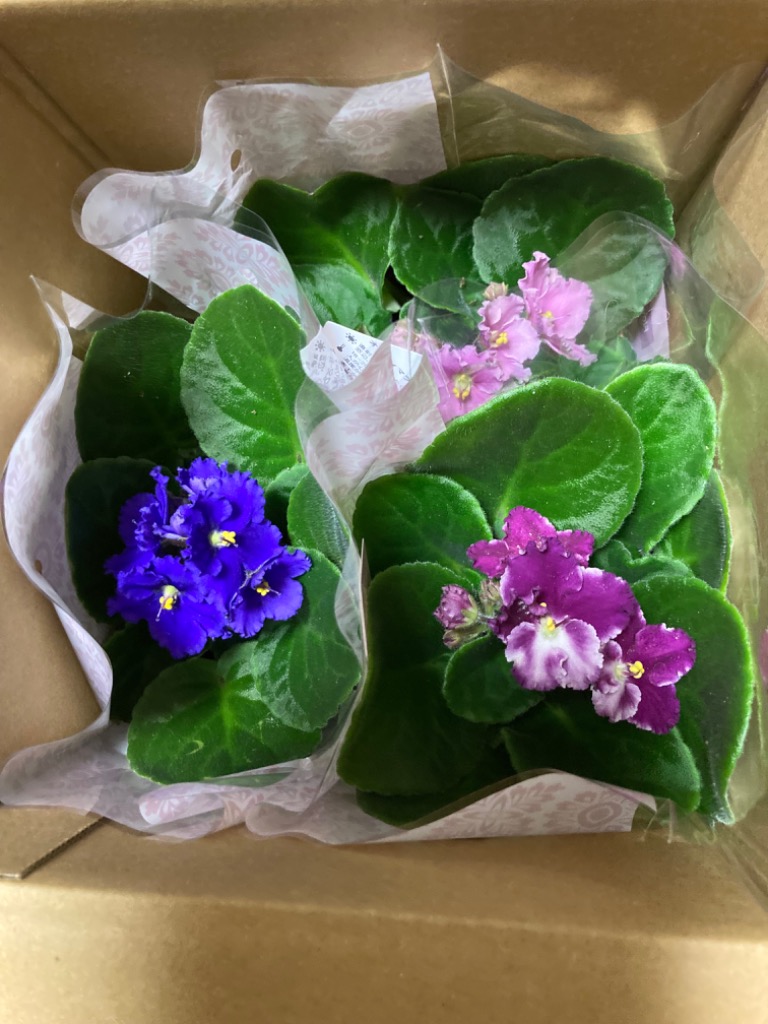 セントポーリア 開花株 セントポーリア 「24 タロー」開花株 3.5号 : フラワーショップ