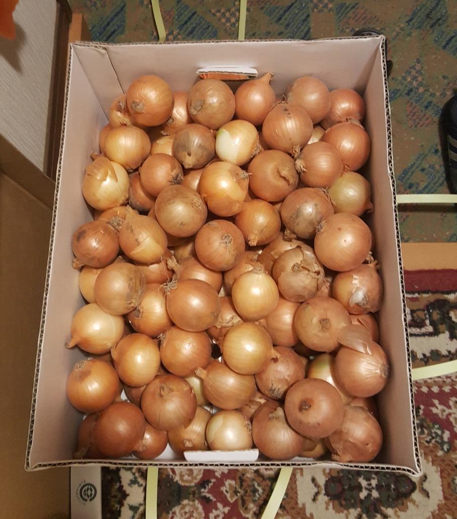 北海道 たまねぎ わけあり 北海道産 訳あり 玉ねぎ 20kg ( 20