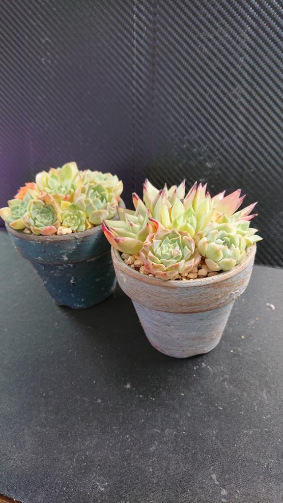 ハンドメイド 多肉植物寄せ植えに リメイク鉢 全５色セット : re039 : PortobelloMarket Yahoo店 - 通販 -  Yahoo!ショッピング