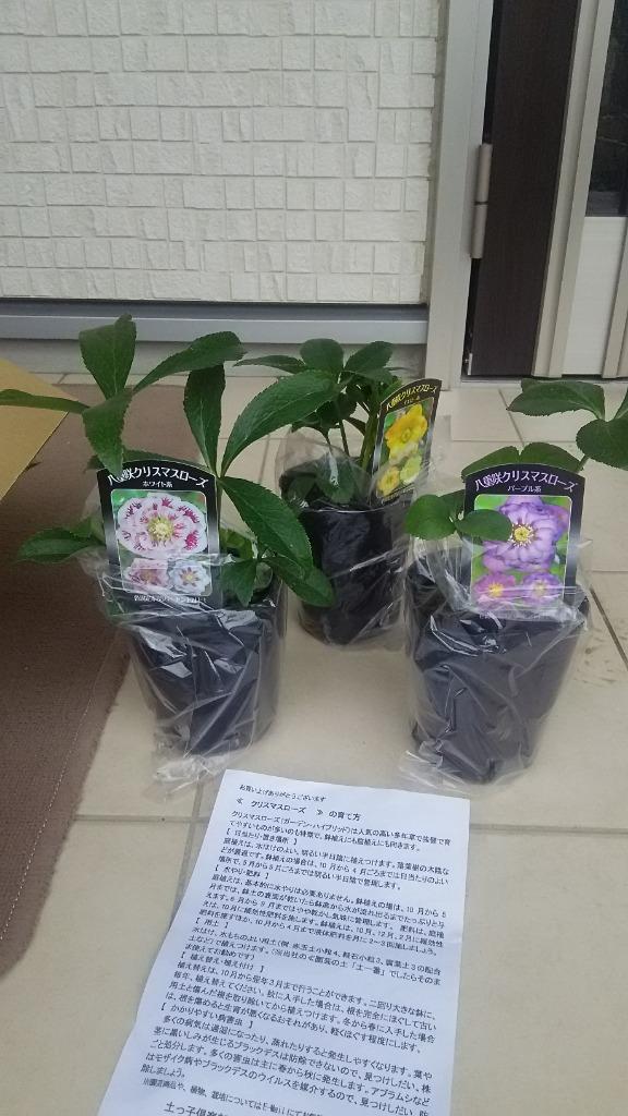 八重咲き クリスマスローズ 【選べる花色】（ オリエンタリス