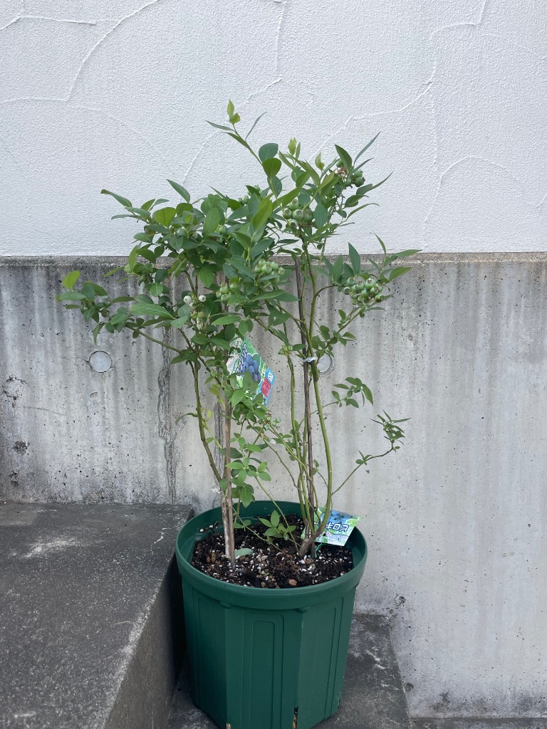 ブルーベリー 『 サザンハイブッシュ系 2品種植え 』 8号スリット鉢