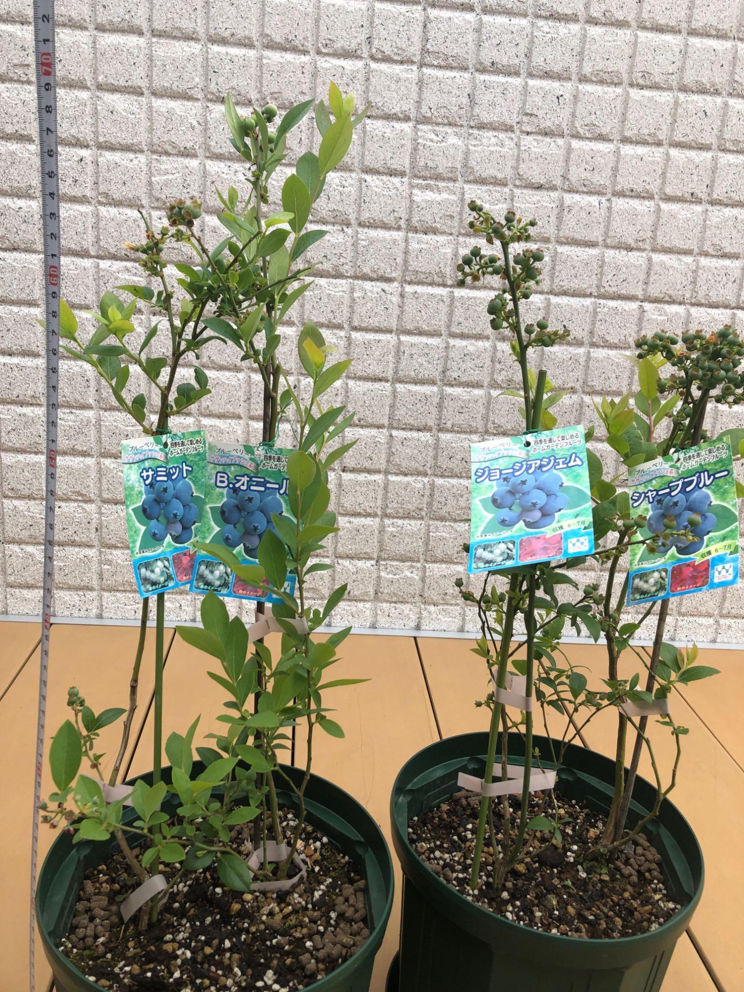 ブルーベリー サザンハイブッシュ系 2品種植え 8号スリット鉢 肥料プレゼント 137 花と緑の専門店 土っ子倶楽部 通販 Yahoo ショッピング