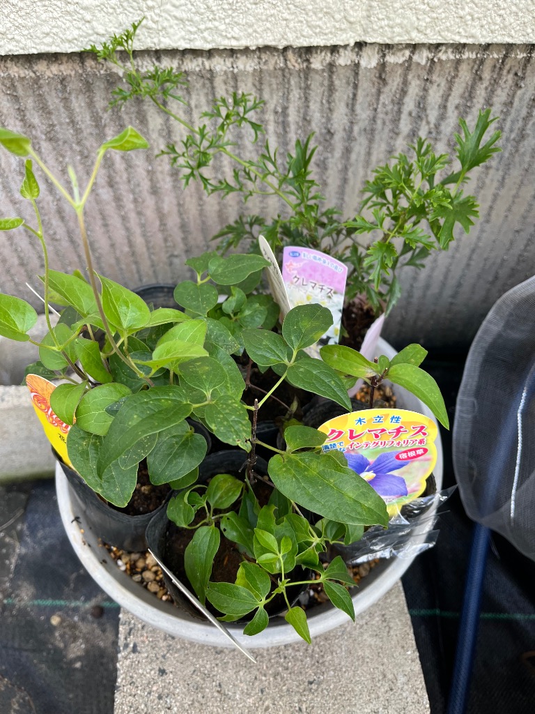 クレマチス 『 プチフォーコン （ ニューヘンダーソニー