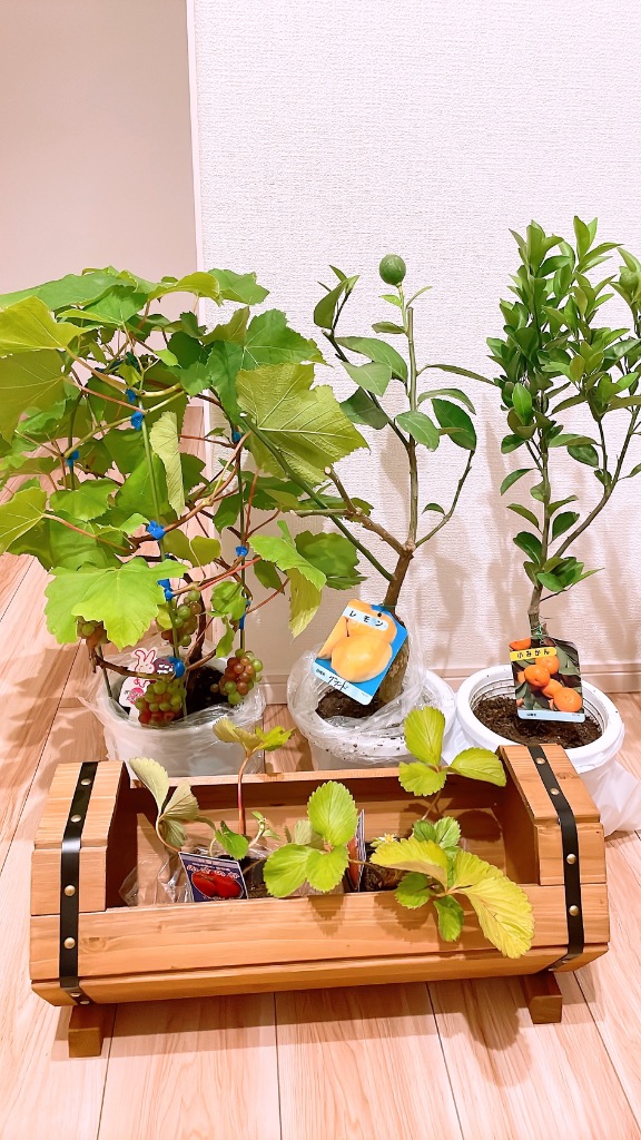 実付き ） ブドウ 『 デラウェア 』 5号鉢植え【期間限定】 ギフト